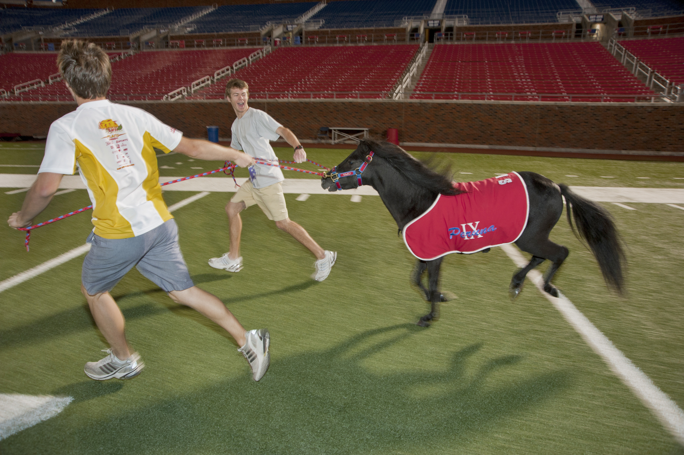 Peruna IX kicks up his heels at his first Peruna practice at SMU’s Ford Stadium.